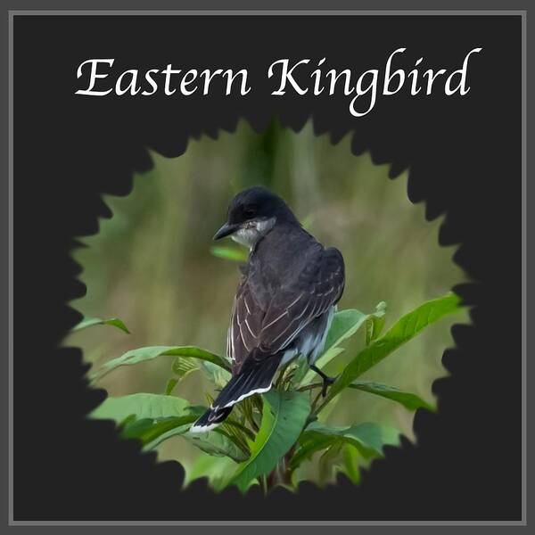 Eastern Kingbird Poster featuring the photograph Eastern Kingbird by Holden The Moment