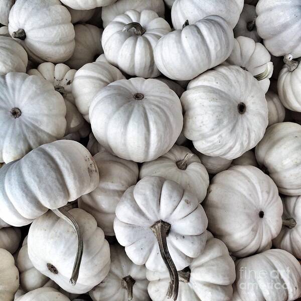 Pumpkins Poster featuring the photograph Elegant Pumpkins by Onedayoneimage Photography