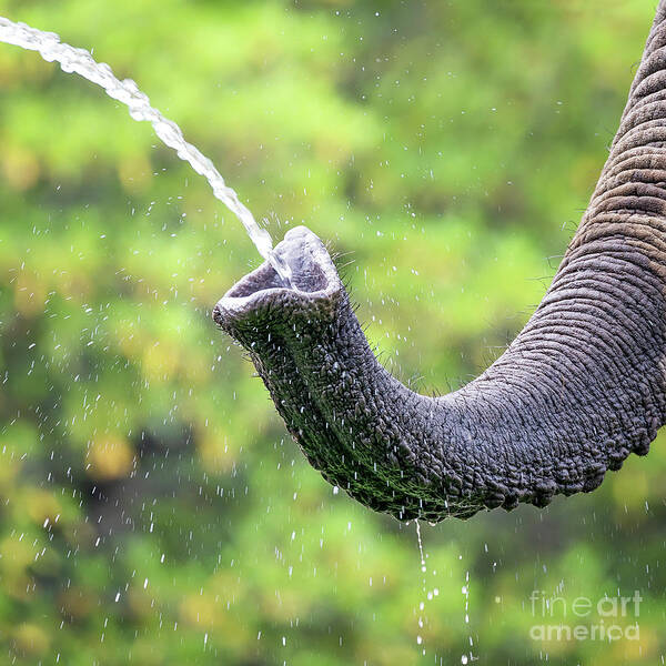 Elephant Poster featuring the photograph Elephant taking a drink by Jane Rix