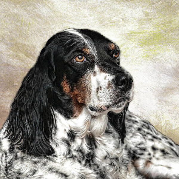 English Setter Poster featuring the photograph English Setter by Phyllis Taylor