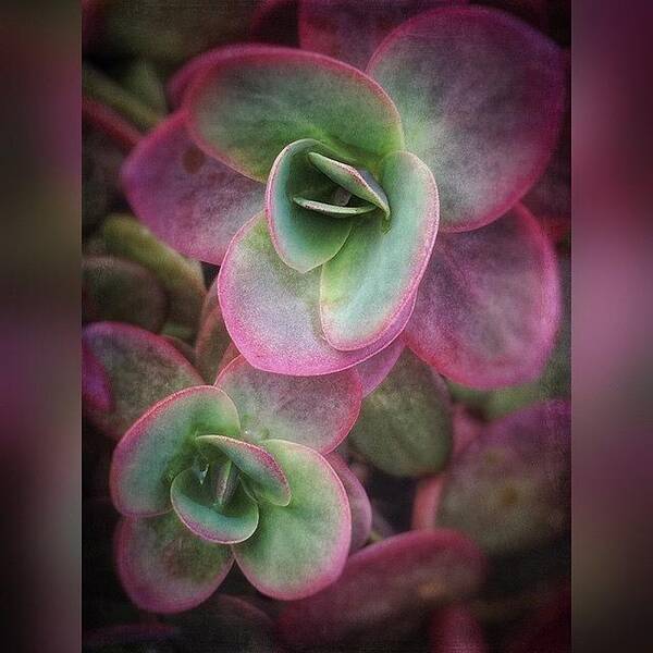 Plant Poster featuring the photograph #enlight #snapseed #stackables #plant by Joan McCool