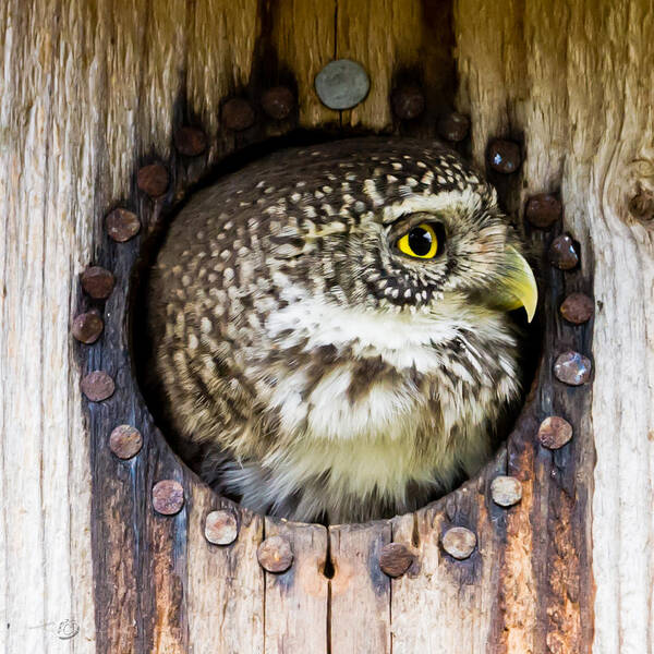 Eurasian Pygmy Owl Poster featuring the photograph Eurasian pygmy owl in profile by Torbjorn Swenelius