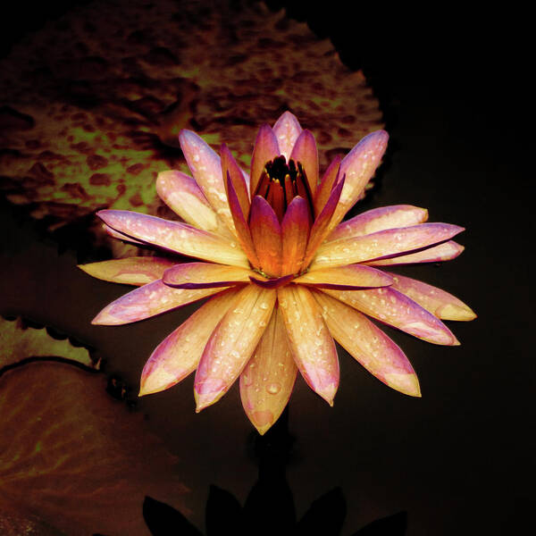 Water Lily Poster featuring the photograph Evening Glow Water Lily by Julie Palencia