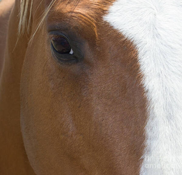 Eye Poster featuring the photograph Eye on You Horse by Roberta Byram