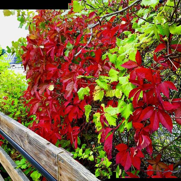 Red Poster featuring the photograph Fall Leaves Turning in Michigan by Kenlynn Schroeder