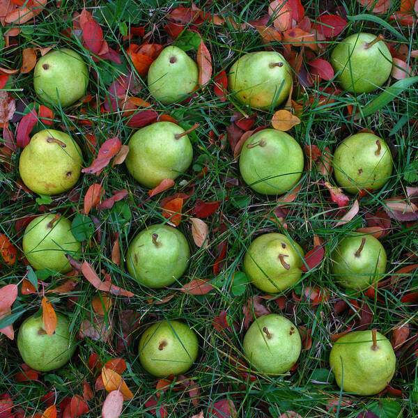 Pear Poster featuring the photograph Fall Matrix Pears by Robert Bissett