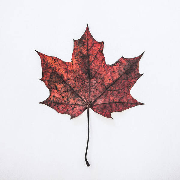 Autumn Colours Poster featuring the photograph Fallen Red by Kate Morton