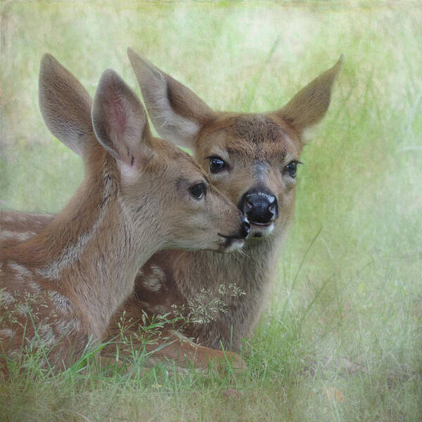 Fawns Poster featuring the photograph Fawn Secrets by Sally Banfill