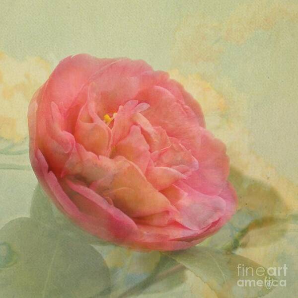Camellia Poster featuring the photograph February Camellia by Cindy Garber Iverson