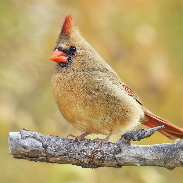 Cardinal Poster featuring the photograph Female Cardinal in Minnesota autumn by Jim Hughes
