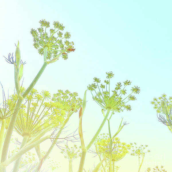 Fennel Poster featuring the photograph Fennel as high as an elephant's eye by Cindy Garber Iverson