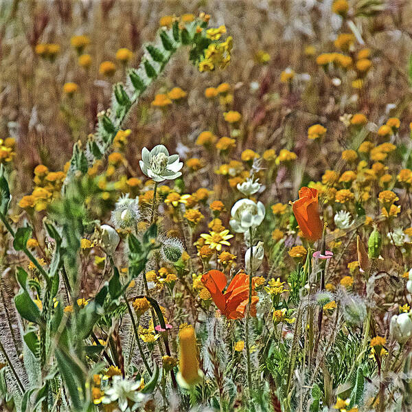 Fiddleneck Poster featuring the photograph Fiddleneck, Cream Cups and Goldfields, and California Poppies in Antelope Valley CA Poppy Reserve by Ruth Hager