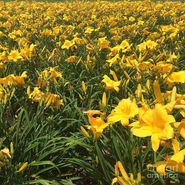 Field Of Flowers Poster featuring the photograph Field of Yellow Lilies by Robin Pedrero