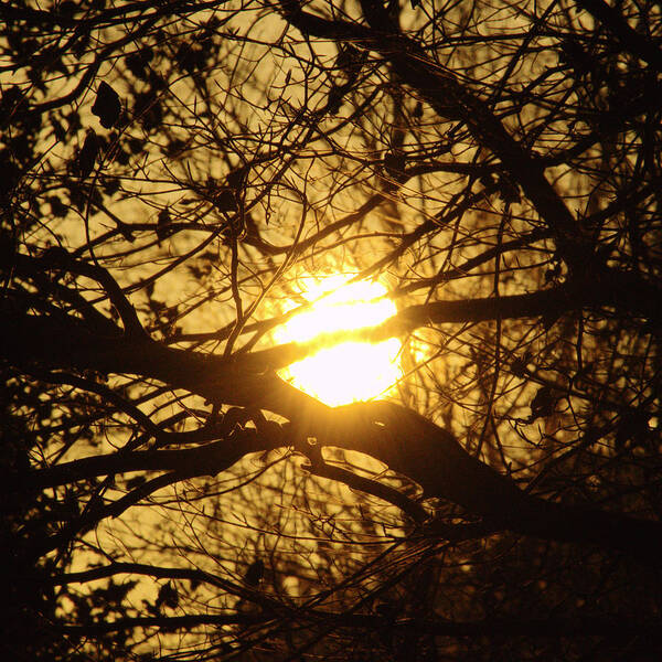 Sun Poster featuring the photograph Fire Nest by Adrian Wale