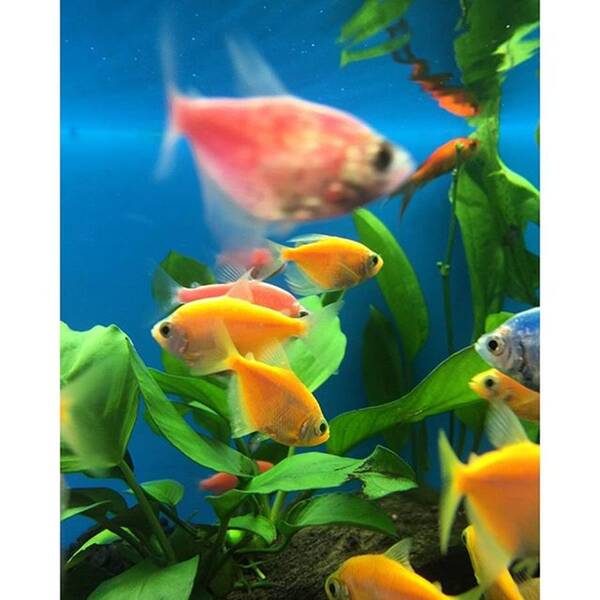 Miamiphotographer Poster featuring the photograph Fish Tank With Colorful Fish by Juan Silva