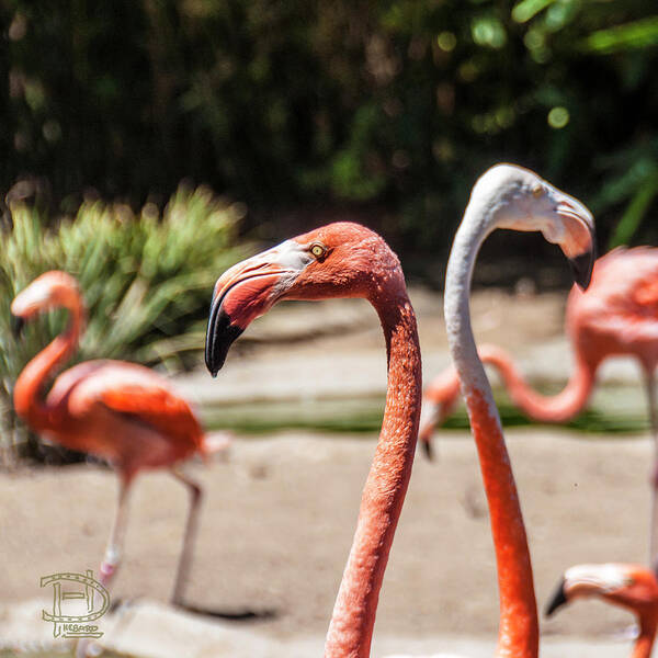  American Flamingo Poster featuring the photograph Flamingo Pair by Daniel Hebard