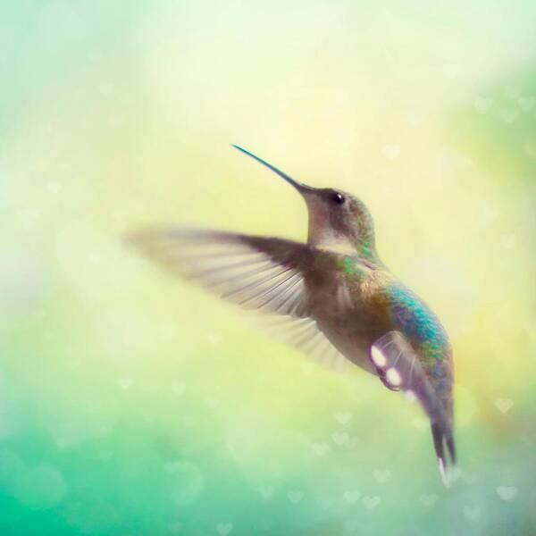 Hummingbird Poster featuring the photograph Flight of Fancy - Square Version by Amy Tyler
