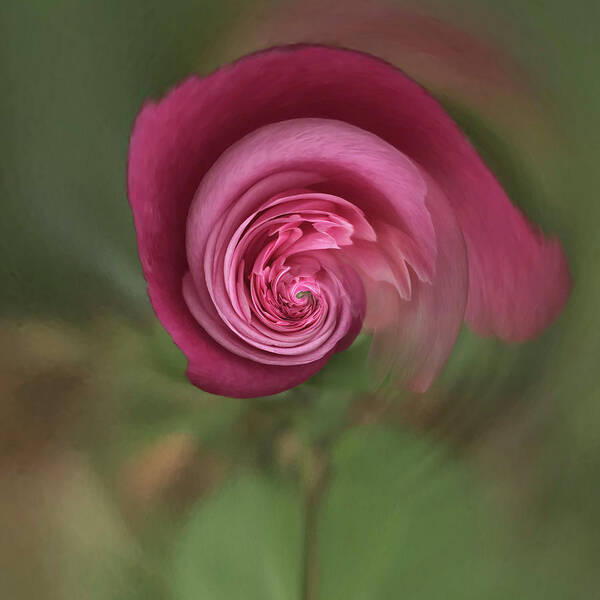 Rose Poster featuring the photograph Floral fantasy 1 by Usha Peddamatham