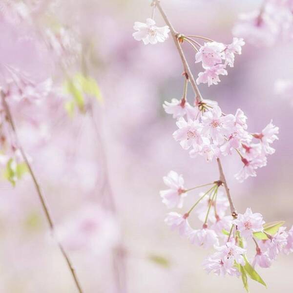 Cherryblossom Poster featuring the photograph #flowers #floral #nature #splendid_lite by Toshinori Inomoto
