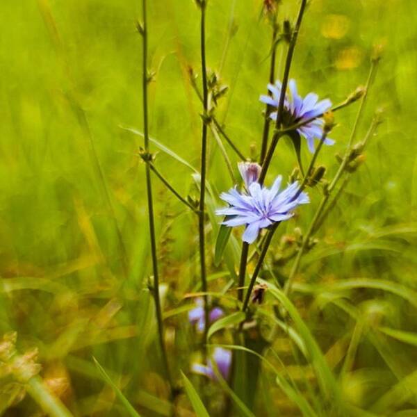 Composerpro Poster featuring the photograph #flowers #lensbaby #composerpro by Mandy Tabatt