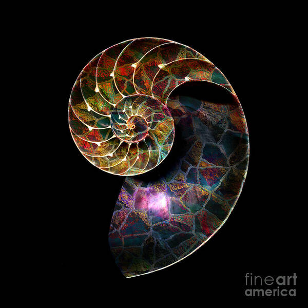 Abstract Poster featuring the digital art Fossilized Nautilus Shell by Klara Acel