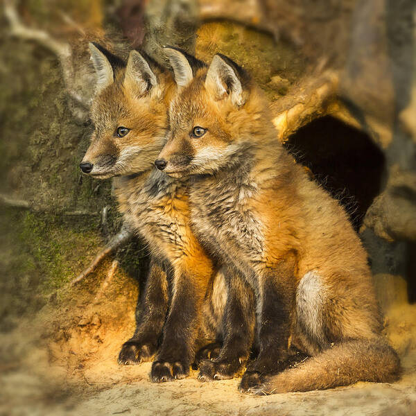 Red Fox Poster featuring the photograph Fox Kit Twins by John Vose