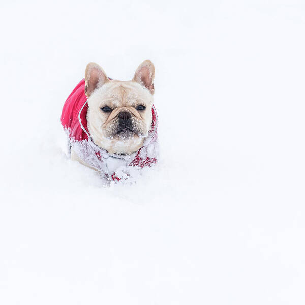 Frenchie Poster featuring the photograph Frenchie In The Snow by Jennifer Grossnickle