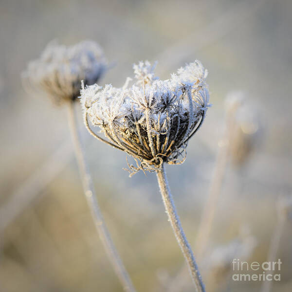 Queen Anne's Lace Poster featuring the photograph Frost Covered Queen Anne's Lace by Tamara Becker