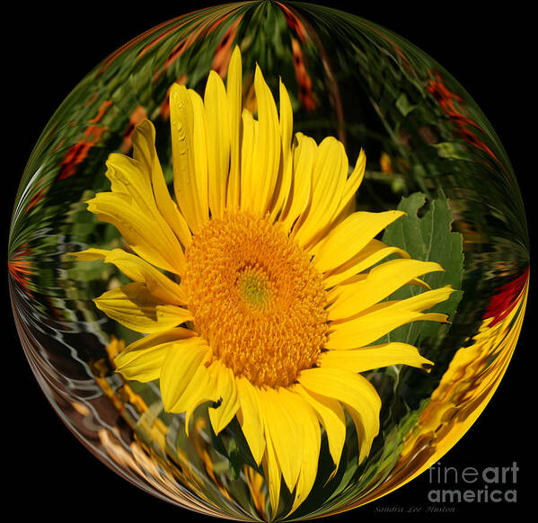 Sunflower Poster featuring the photograph Geometric Sunflower by Sandra Huston