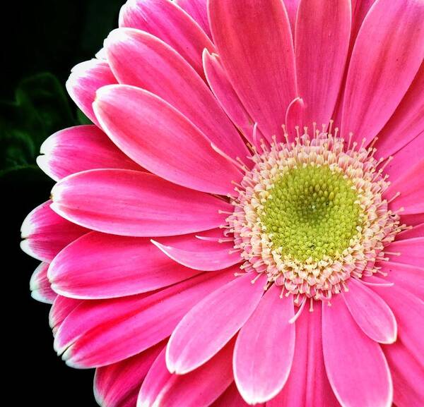 Scoobydrew81 Andrew Rhine Flower Flowers Bloom Blooms Macro Petal Petals Close-up Closeup Nature Botany Botanical Floral Flora Art Color Pink Yellow Soft Black Contrast Simple Clean Crisp Spring Round Gerbera Daisy Poster featuring the photograph Gerbera Daisy 4 by Andrew Rhine