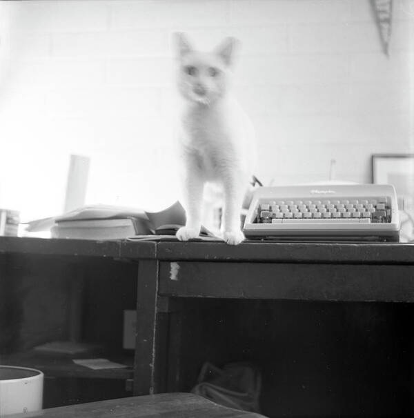Cat Poster featuring the photograph Ghost Cat, with Typewriter by Jeremy Butler