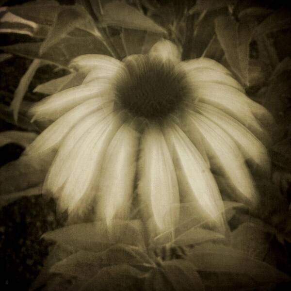Coneflower Poster featuring the photograph Ghost Flower by Patricia Strand