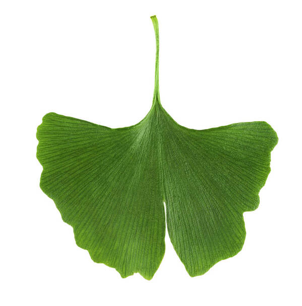 Ginkgo biloba leaf isolated on white background Poster by Peter Hermes  Furian - Pixels