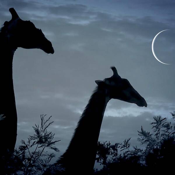 Giraffe Poster featuring the photograph Giraffe Moon by Gini Moore