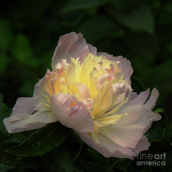 Peony Poster featuring the photograph Glow Within A Peony by Eunice Miller