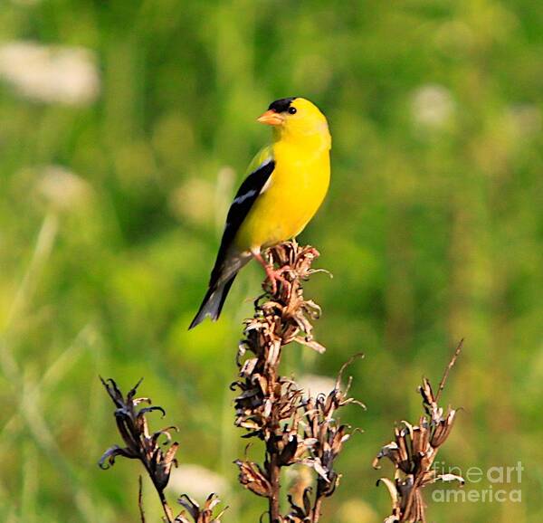 Gold Finch Poster featuring the photograph Gold Finches-4 by Robert Pearson
