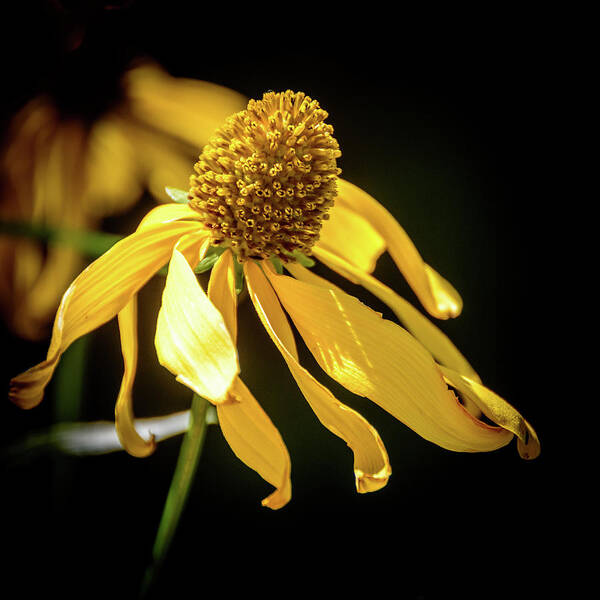 Golden Glow Poster featuring the photograph Golden Glow Wildflower - 2 by Debra Martz