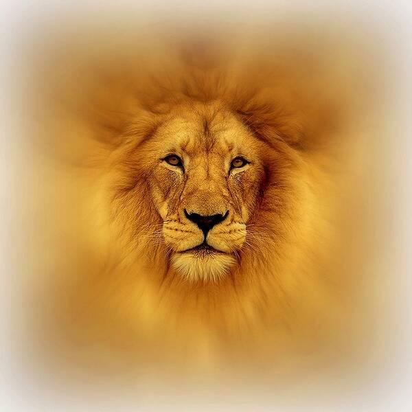 Lion Head Poster featuring the digital art Golden Lion by Lilia S