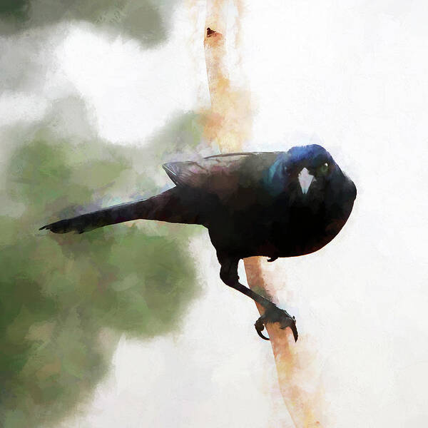 Blackbird Poster featuring the photograph Grackle by John Freidenberg