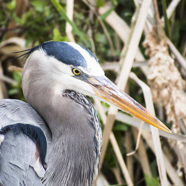 Great Blue Heron Poster featuring the photograph Great Blue Heron by Ian Johnson