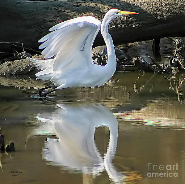 Egret Poster featuring the photograph Great Egret Lifting Off by DB Hayes