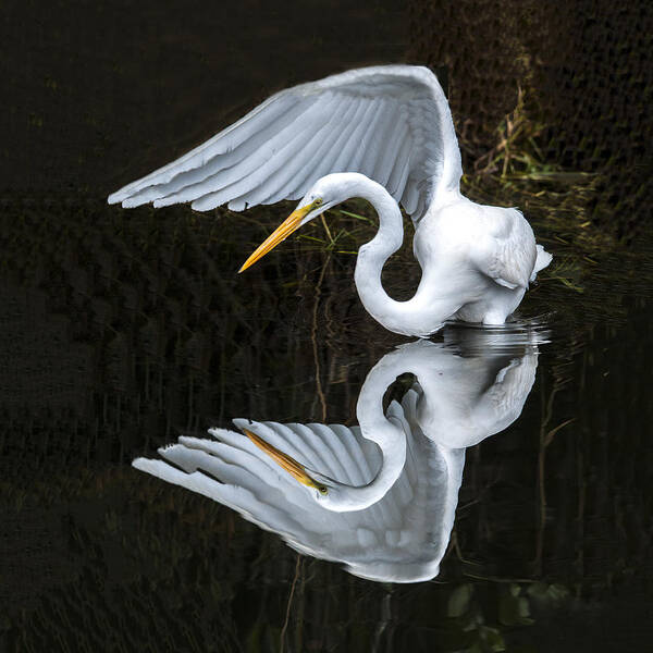 Wildlife Poster featuring the photograph Great Egret Reflection by William Bitman