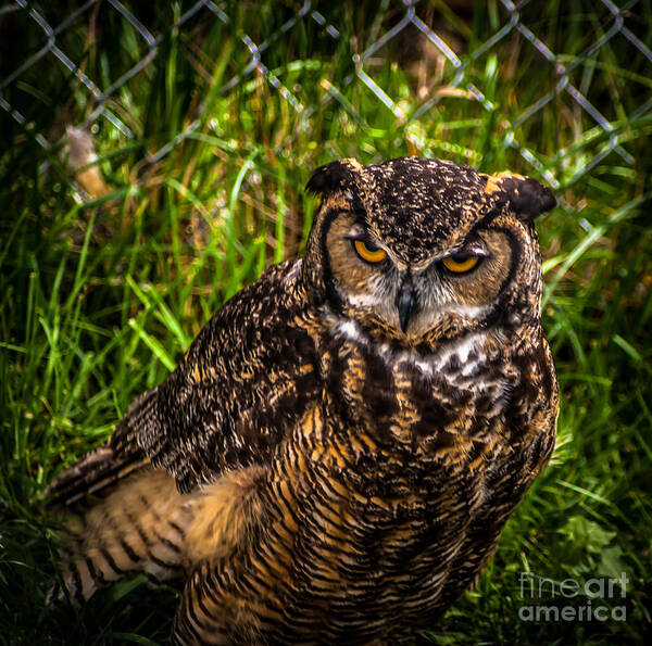 Great Horned Owl Poster featuring the photograph Great Horned Owl by Blake Webster