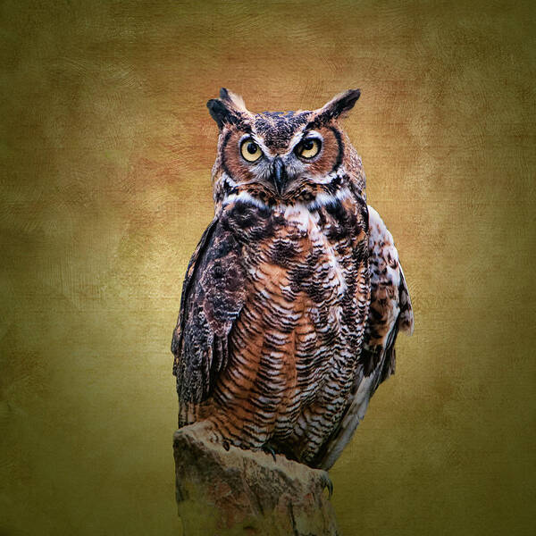 Great Horned Owl No 2 Poster featuring the photograph Great Horned Owl No 2 by Phyllis Taylor