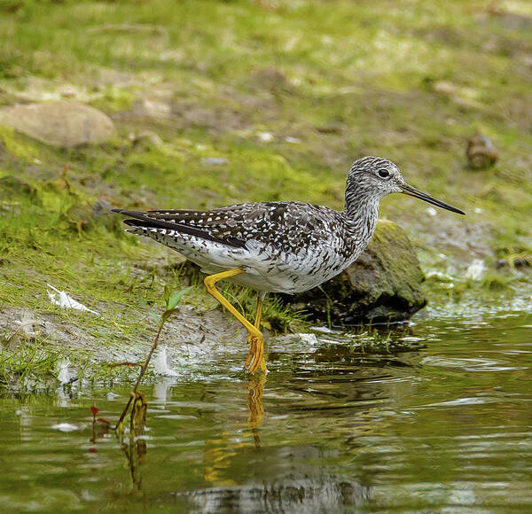 Shore Bird Poster featuring the photograph Greater Yellowlegs by Jerry Cahill
