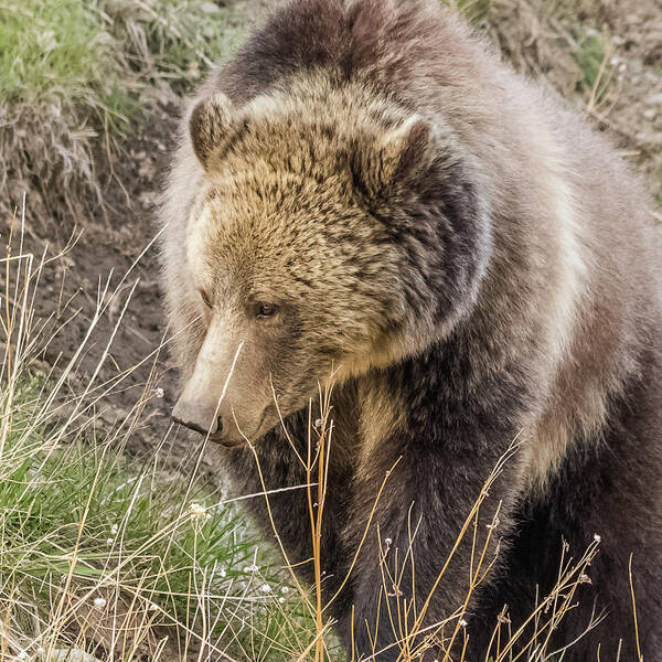 Raspberry Poster featuring the photograph Grizzly Mama by Yeates Photography