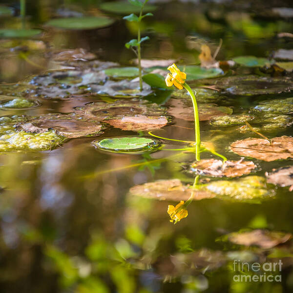 Plants Poster featuring the photograph Growing in the water by Mariusz Talarek