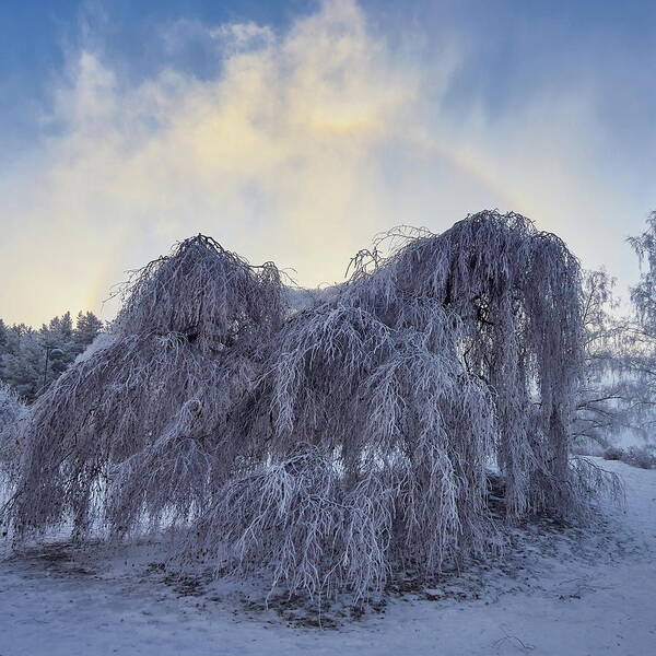 Finland Poster featuring the photograph Halo over Arboretum by Jouko Lehto