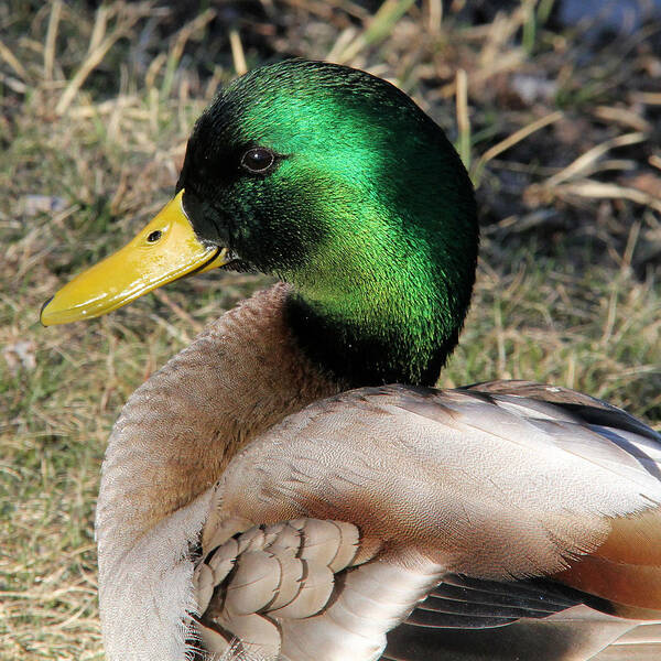 Mallard Poster featuring the photograph Handsome drake by Doris Potter