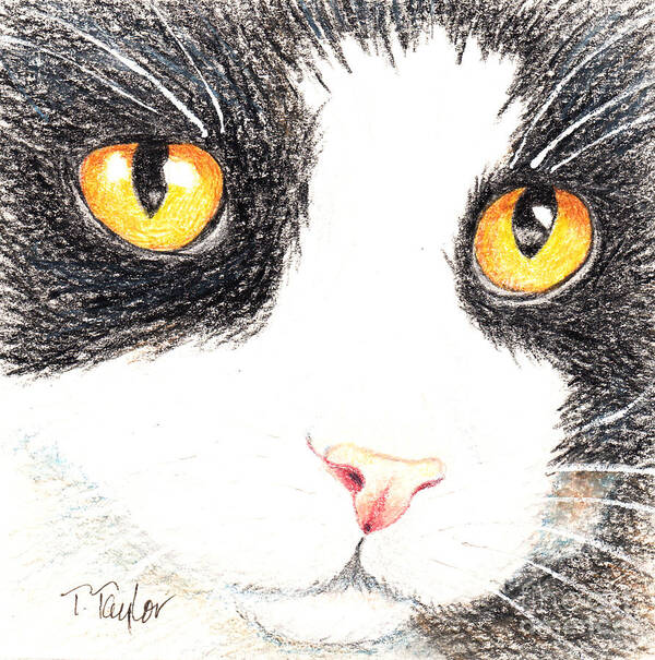 Cat Poster featuring the drawing Happy Cat with the Golden Eyes by Terry Taylor